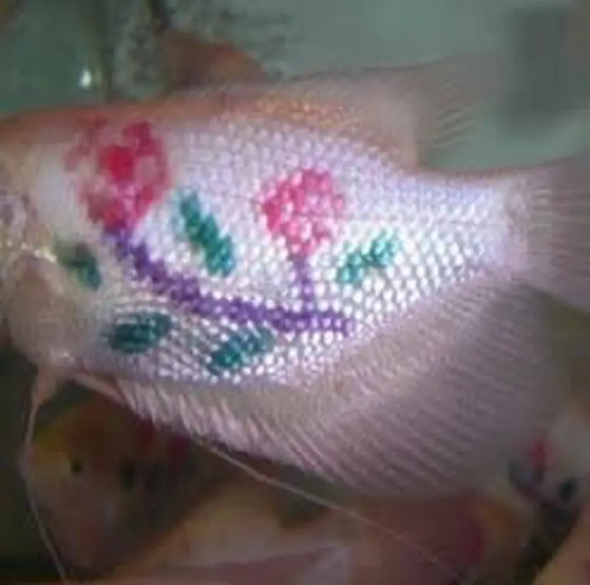 @kyoniyy KYONIの掲載