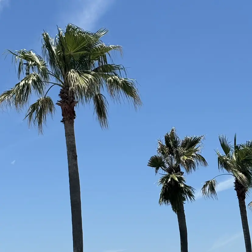 ふじたしの/湘南台 ハイライト/カラーの掲載