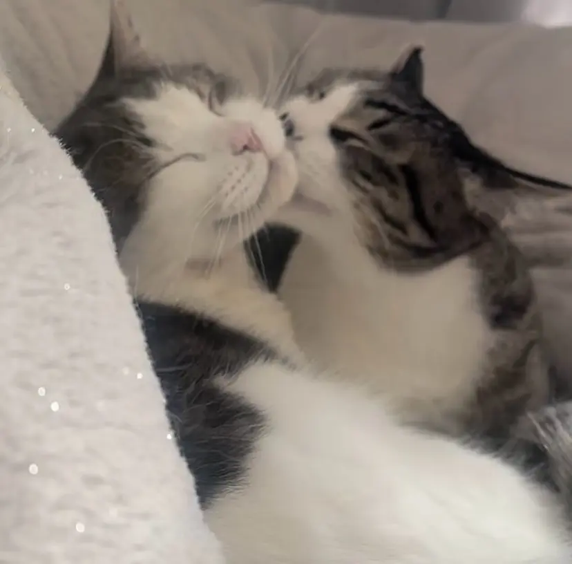 猫がいるマッサージ屋 🐈salonねこの掲載