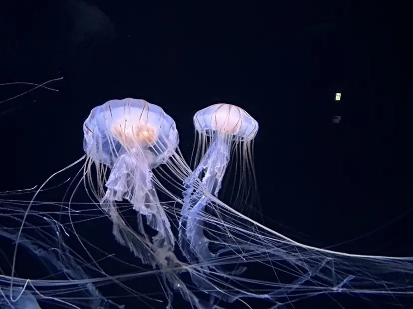 鈴木 さくらの掲載