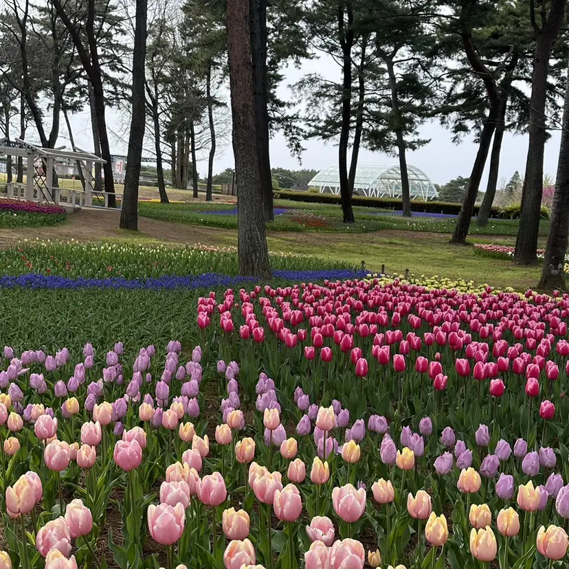 🎀✨吉井 結唯✨🎀の掲載