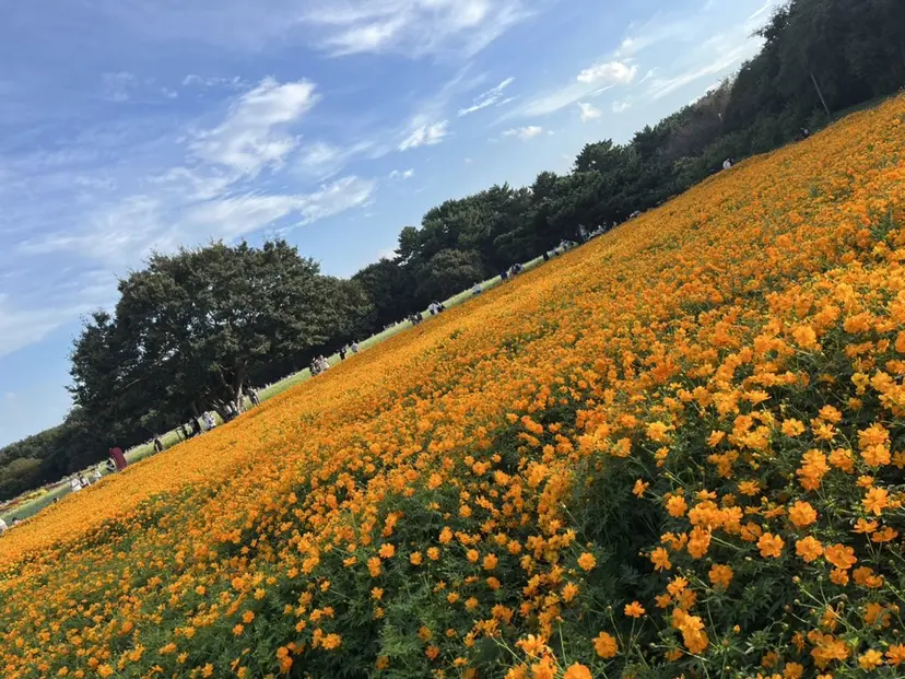 koizumi risaの掲載