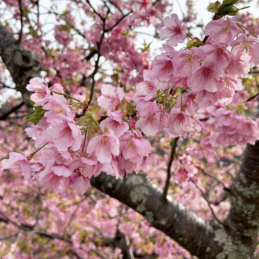 小濱 裕子の掲載