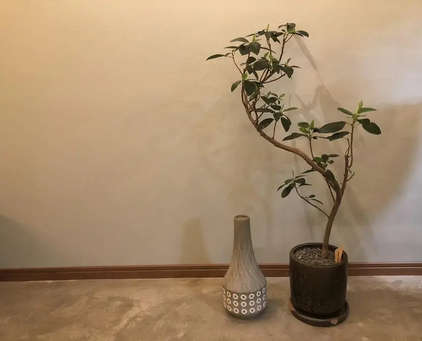 satoril.. nail roomの掲載