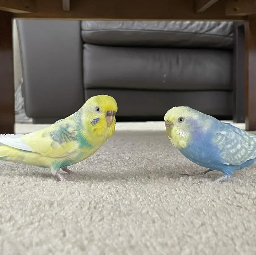 CRESCENDO 本杉春菜の掲載