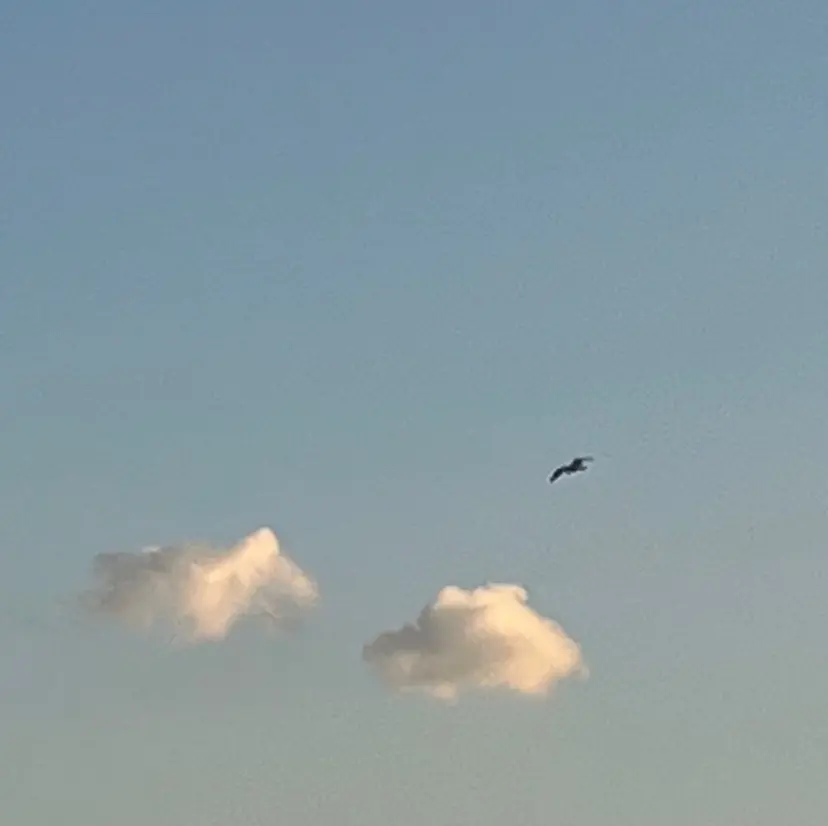 さとう りほの掲載