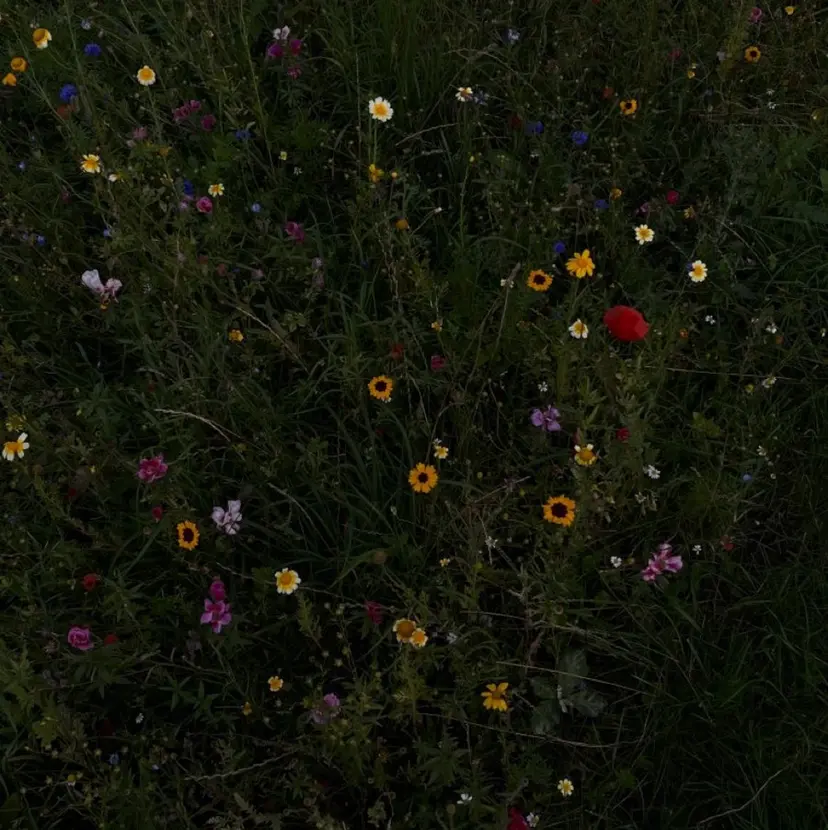 くま🌷透明感 🫧ナチュラルカラーの掲載