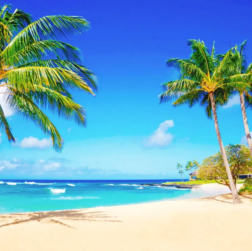 🦩🏝️ chill🏝️🦩の掲載