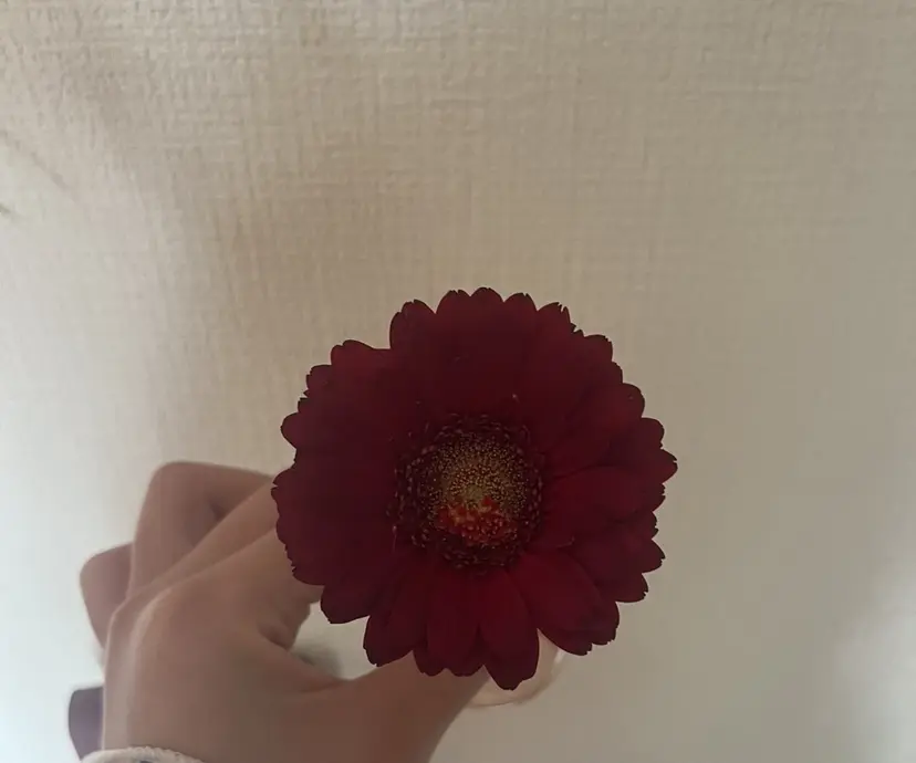 武本 萌花の掲載