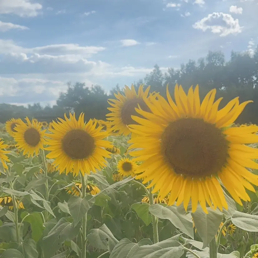 saki サキの掲載
