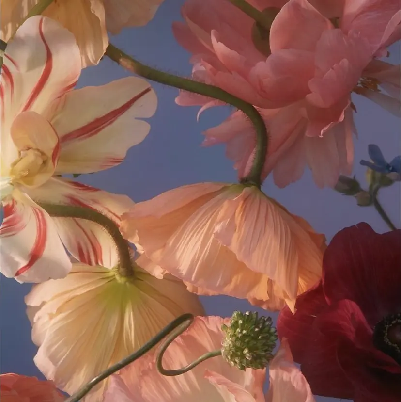 常田 佳奈子の掲載