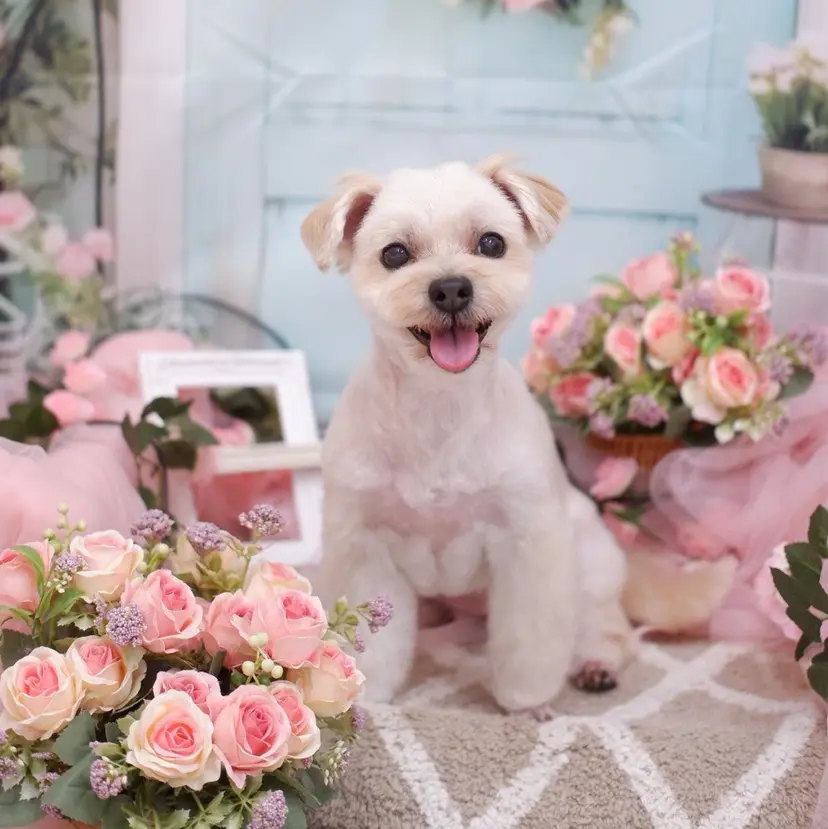 Cidris ROMAPINKの掲載