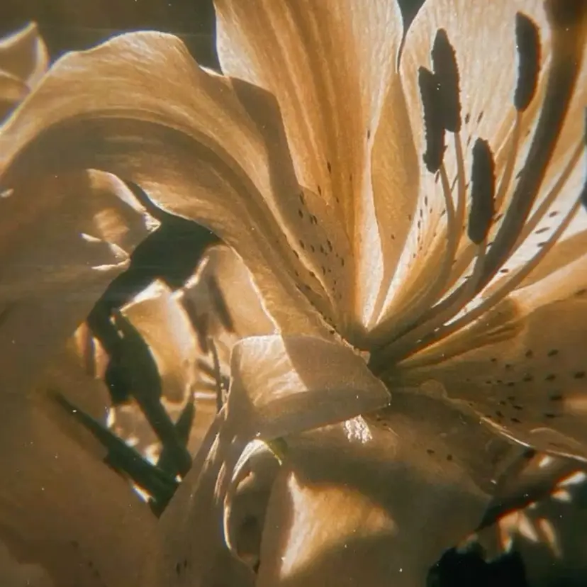 デザインカラー 🥨HAZUKiの掲載