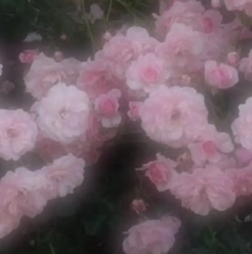 加藤 礼奈の掲載