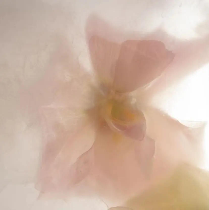 花夏 ReReの掲載