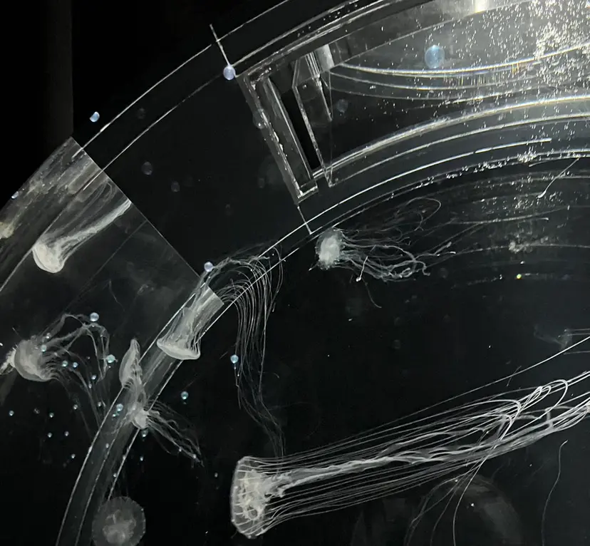 心斎橋/レイヤー/W カラー/Haruhiの掲載