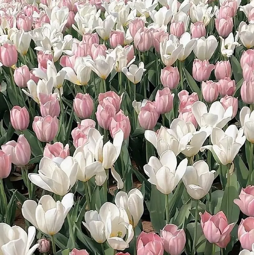 髪質改善UNJOUR ⏳🩰sasakaの掲載