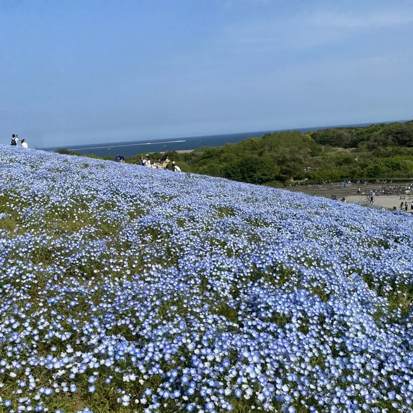 eyelist NENEの掲載