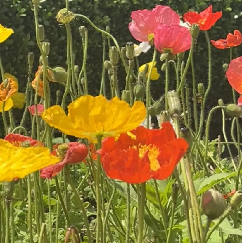 ボブカット/ むなかたももか🐾の掲載