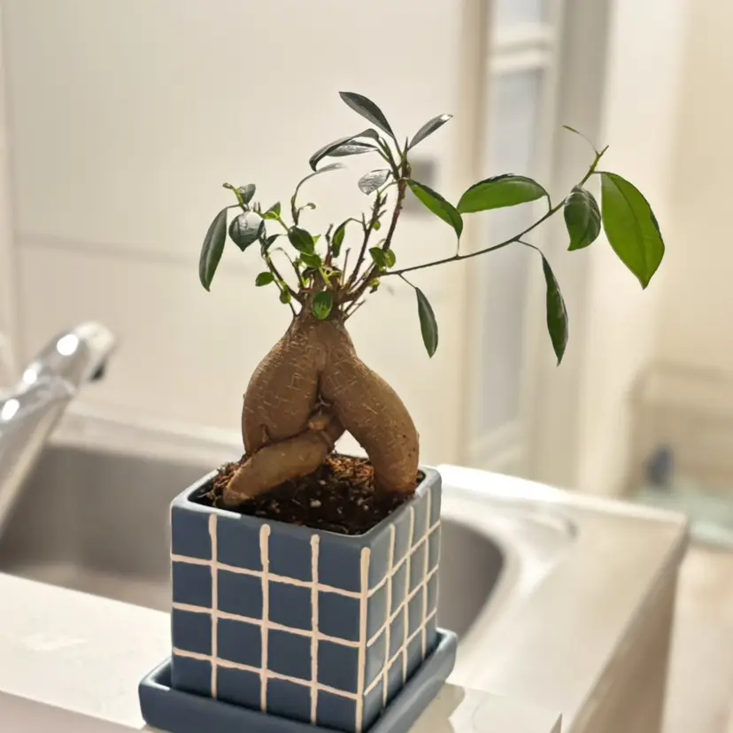 モリ アヤノの掲載