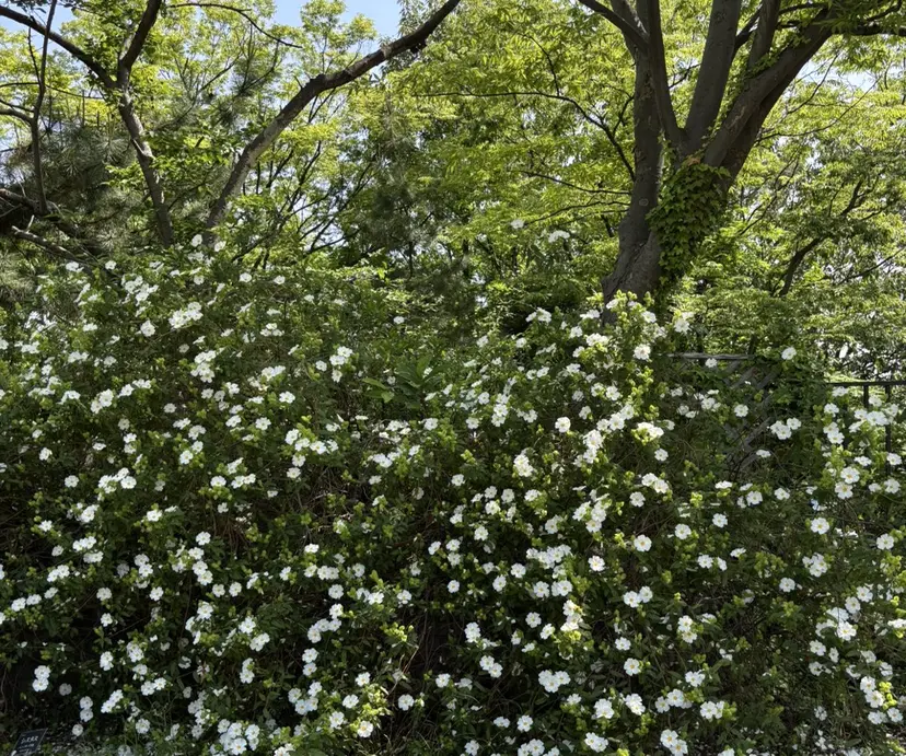 mana🎀My sweetsalonの掲載