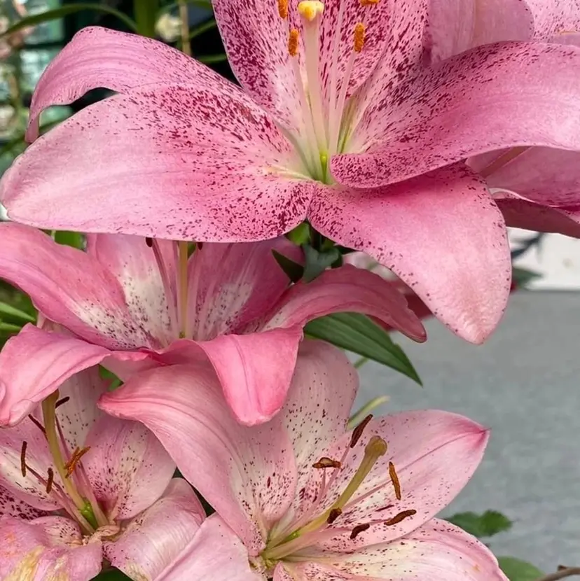 unefleur ðºð¯ð°ð¶ðã®æ²èŒ