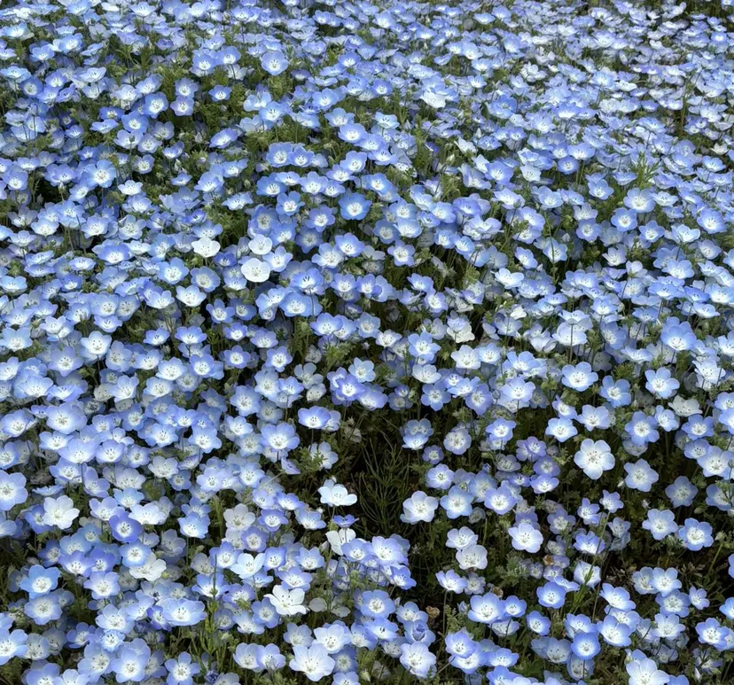 大金 愛果の掲載