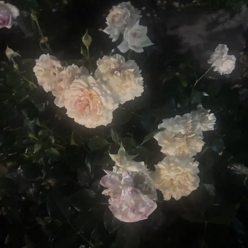 Rechal🌙 yuuの掲載