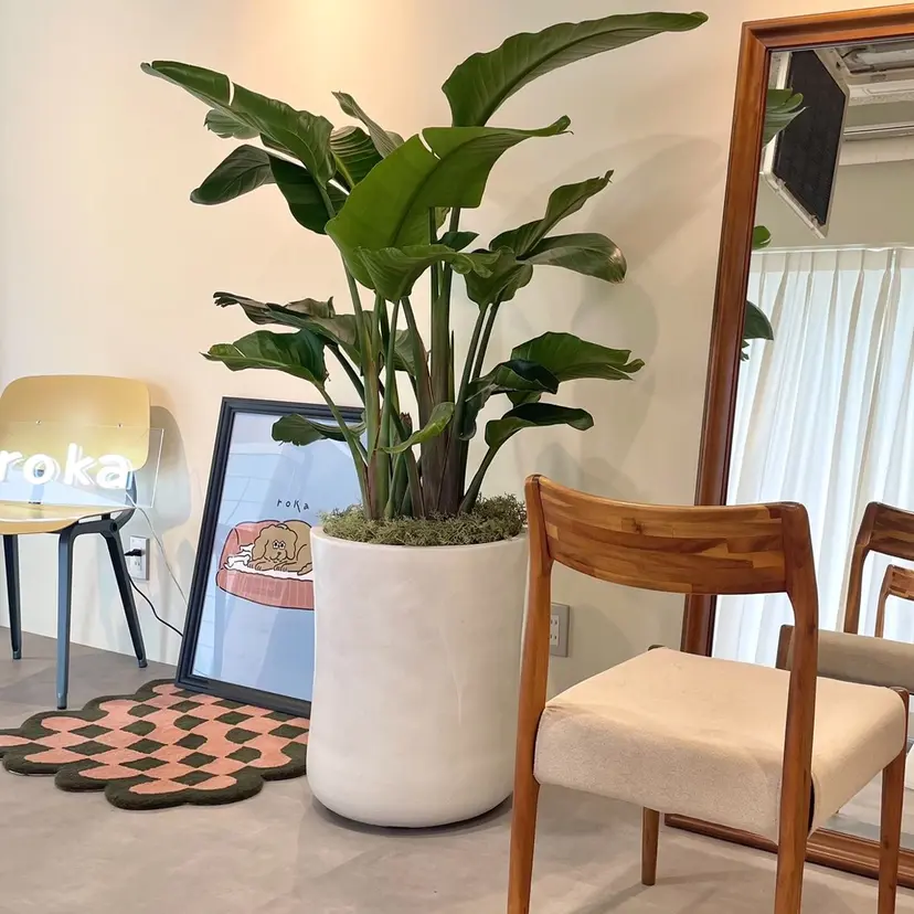 Tomoka モデル募集中の掲載