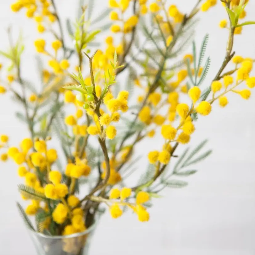 mimośa. EyeDesignの掲載