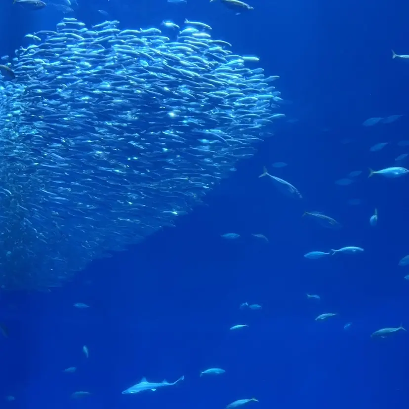 mei _Jr. colorlist☆の掲載