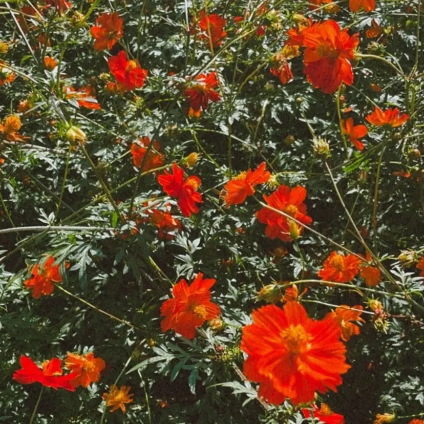 🌷女性限定カット モデル募集中🌷の掲載