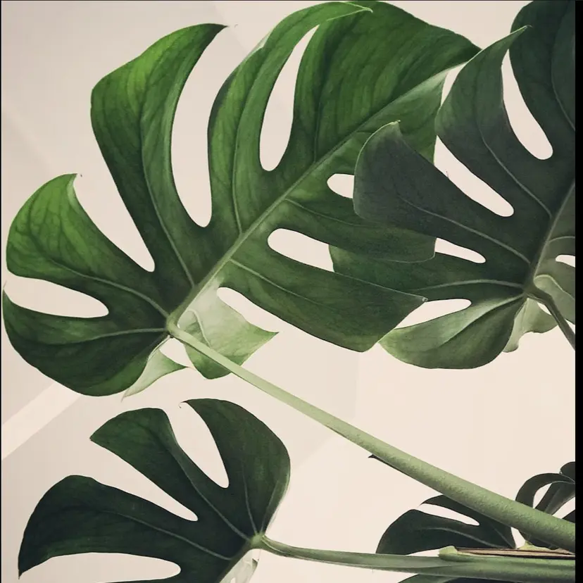 Apsaras putihの掲載