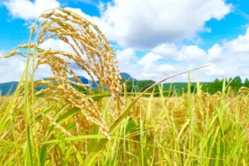 リラクゼーション Inahoの掲載