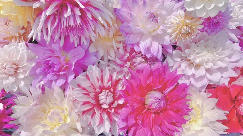 Kurobuchi パラジェル長さだしの掲載