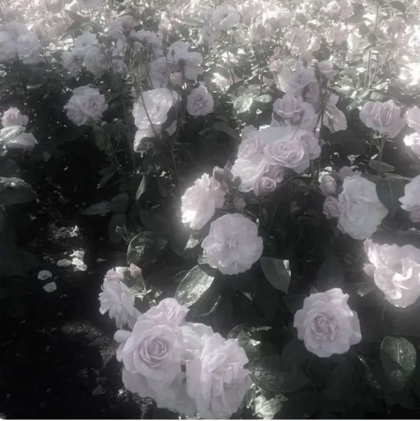 Bianca 川口 moe˖ ࣪⊹の掲載