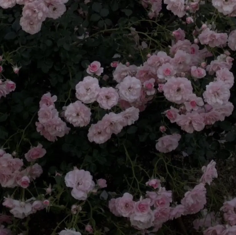 elf 麻由奈の掲載