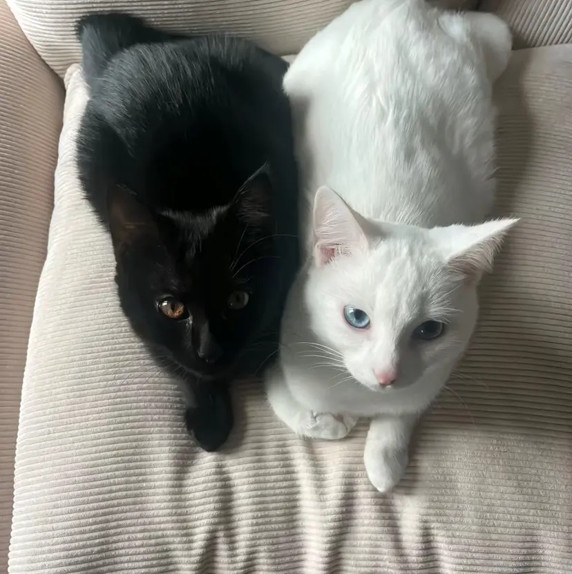 L 🍒スタッフの掲載