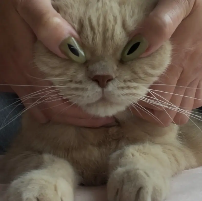 yuri / 個性派nailの掲載