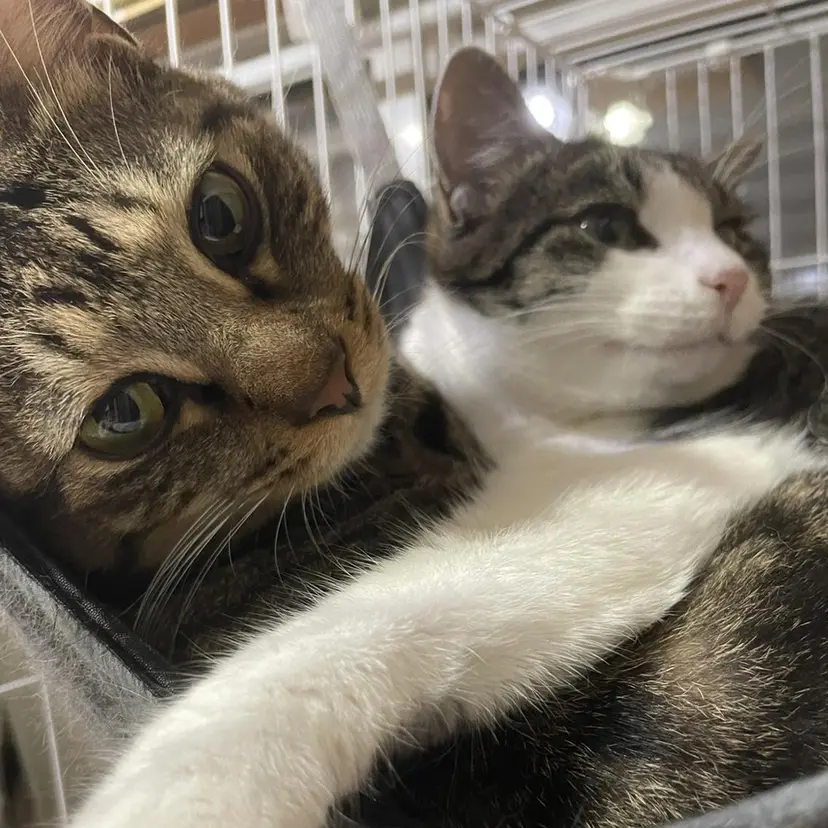 岸田 怜奈の掲載