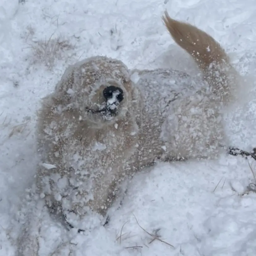 てらしま .の掲載