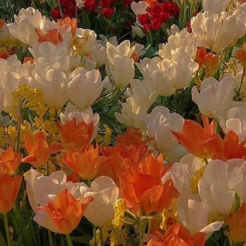 🍑おおしまくるみ 🍑暖色colorの掲載