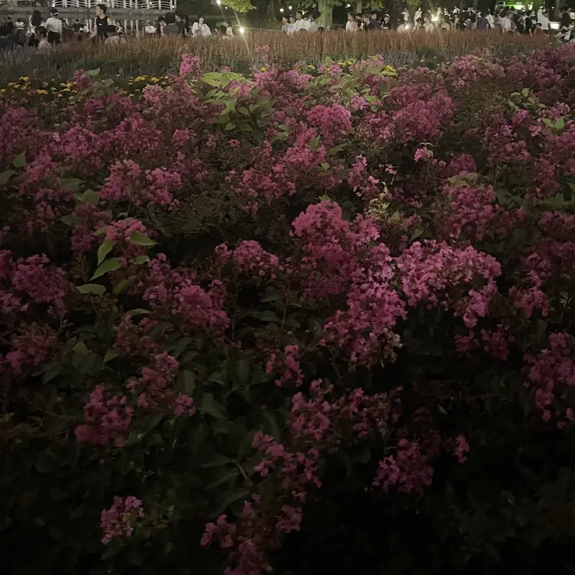 Oikawa Hannaの掲載