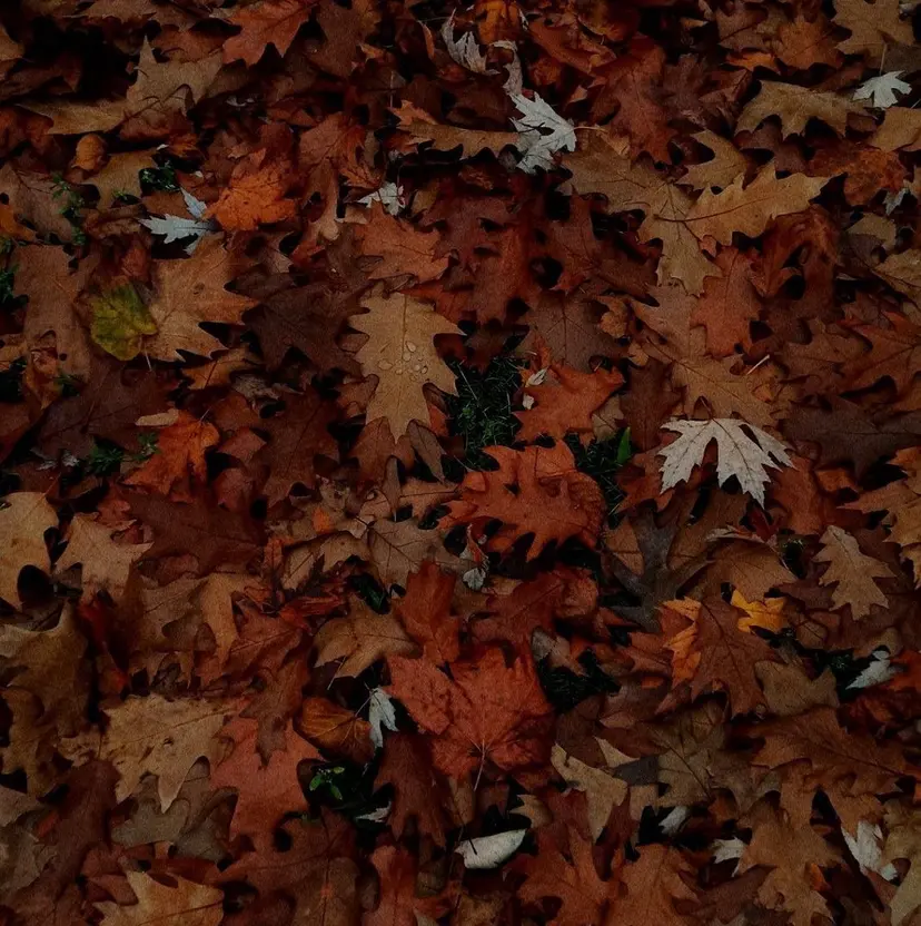 rui 🍂🌳の掲載