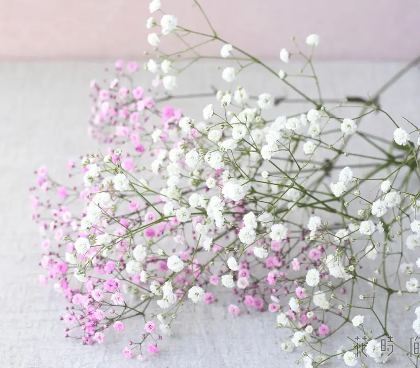 MENARD松島南 加藤の掲載