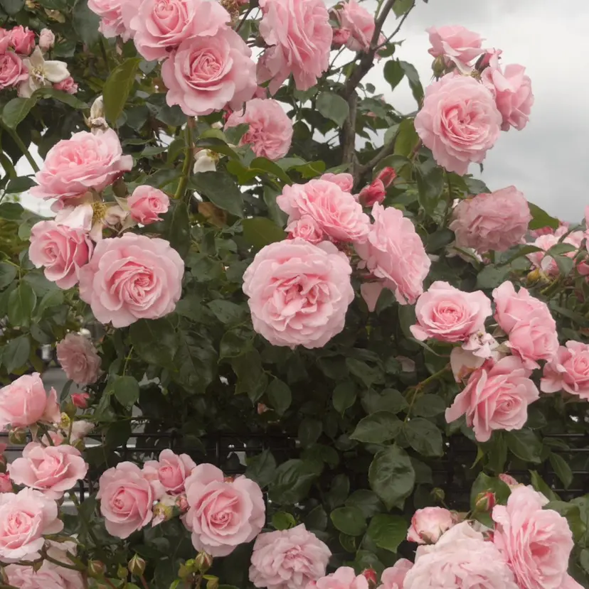 🍑さとう ももか🍑の掲載