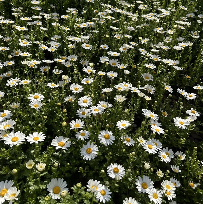 フクダ ユウカの掲載