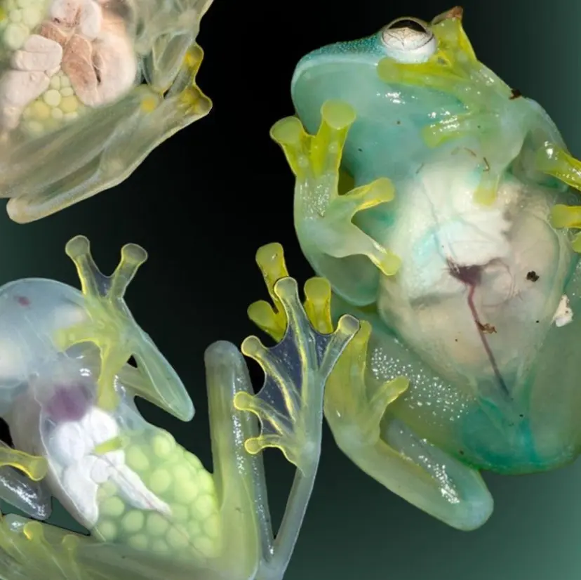 北村 アメリの掲載