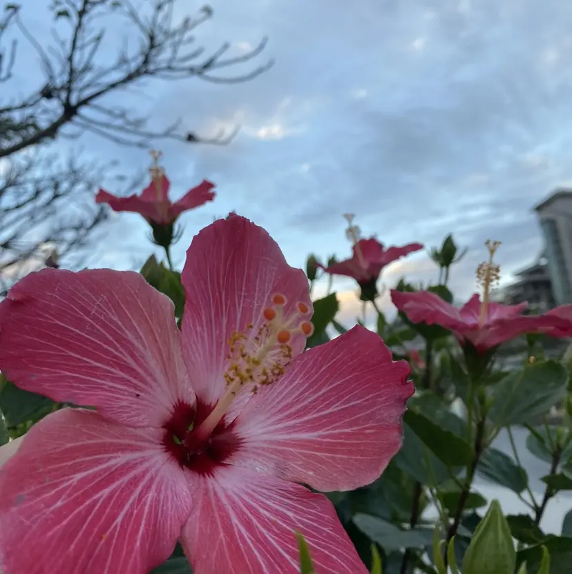 Salondevi2 isanaの掲載