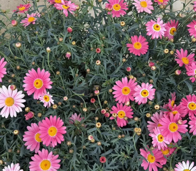 -belier- reinaの掲載